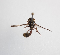 Coeleumenes impavidus