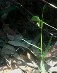 Pterostylis longifolia