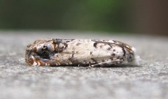 Eucosma ornatula