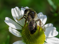 Andrena denticulata