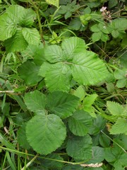 Rubus conjungens