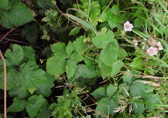 Rubus conjungens
