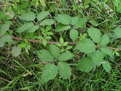 Rubus lindleianus