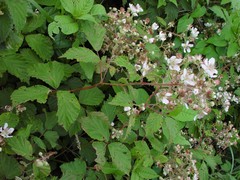 Rubus lindleianus