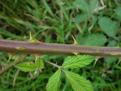 Rubus lindleianus