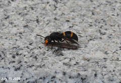 Orancistrocerus drewseni