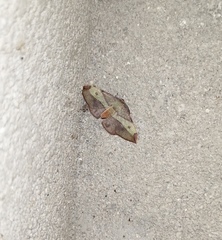 Hypochrosis hyadaria
