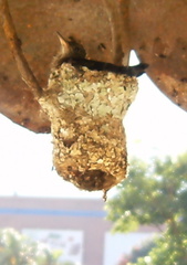 Saucerottia saucerottei