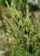 Festuca valesiaca