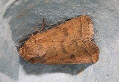 Hoplodrina octogenaria