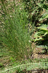 Festuca valesiaca