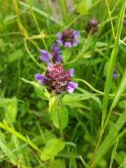 Prunella vulgaris