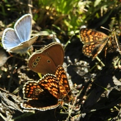 Melitaea phoebe