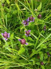 Prunella vulgaris