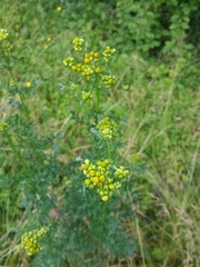 Jacobaea vulgaris