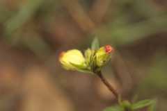 Hermannia hyssopifolia