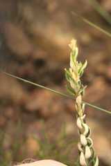 Hermannia hyssopifolia