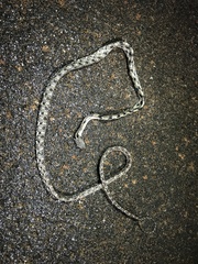 Boiga siamensis