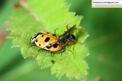 Dinocampus coccinellae paralysis virus