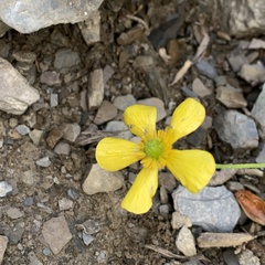 Ranunculus morii
