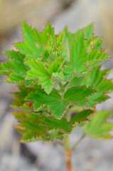 Pelargonium cucullatum strigifolium