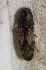 Pherhimius fascicularis