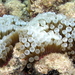 Bubble-tip Anemone - Photo (c) Sascha Schulz, some rights reserved (CC BY-NC), uploaded by Sascha Schulz