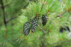 Pinus armandi
