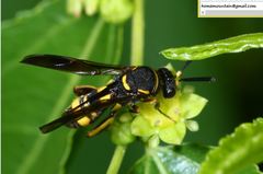 Leucospidae