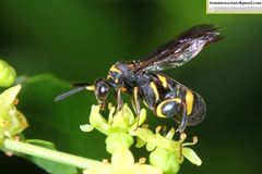 Leucospidae