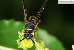 Leucospidae