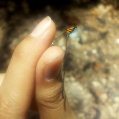 Prodasineura delicatula