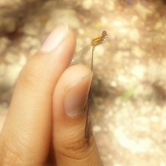 Prodasineura delicatula