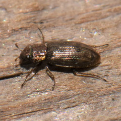 Hydrophiloidea