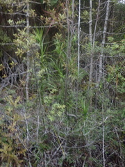 Dracophyllum sinclairii