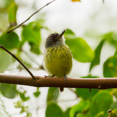 Todirostrum maculatum