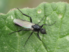 Bibio hortulanus