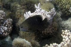 Hemiglyphidodon plagiometopon