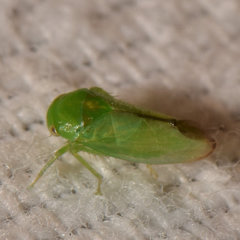 Hyalojassini