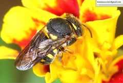 Anthidiellum boreale