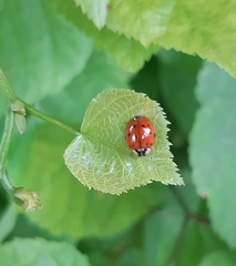 Harmonia axyridis