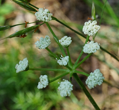 Seseli hippomarathrum