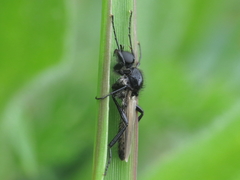 Bibio hortulanus