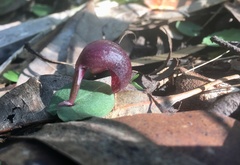 Corybas aconitiflorus
