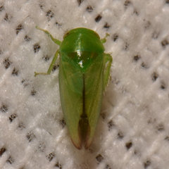 Hyalojassini