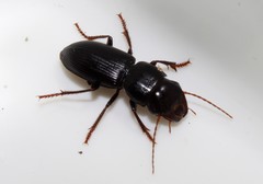 Acinopus megacephalus