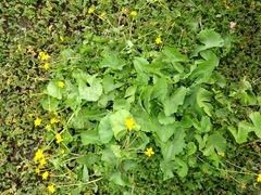Caltha palustris membranacea