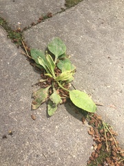 Plantago major