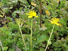 Caltha palustris membranacea