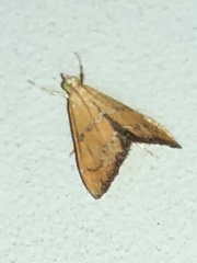 Xanthophysa psychicalis